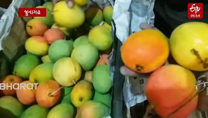 શિયાળામાં જુનાગઢ માર્કેટિંગ યાર્ડમાં પાકેલી કેરીનું આગમન: લાલબાગ અને તોતાપુરીના ભાવે વેચાણ