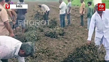 જુનાગઢમાં માવઠા બાદ થયેલા નુકશાનને લઈ કેશોદના ખેડૂતોમાં રોષ, સર્વે કરવા કોઈ ન ફરક્યાનો કર્યો આરોપ