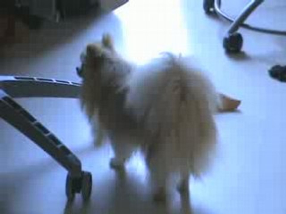 Brindille Tit'Chat 3