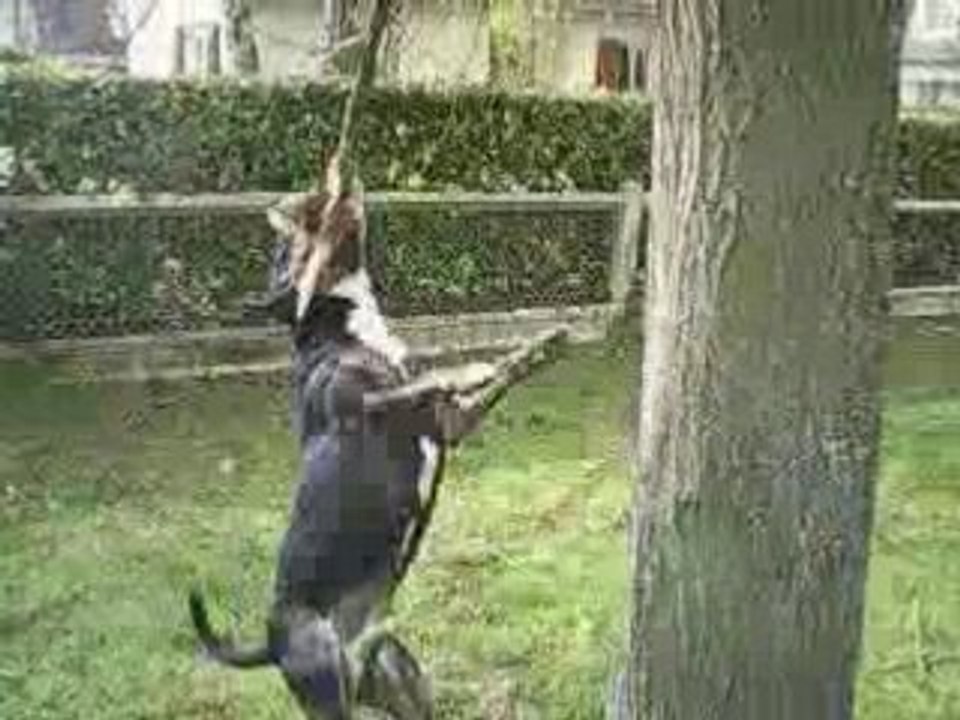 COCHON PENDU 1 an BULL TERRIER