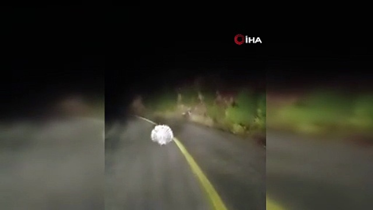 Menteşe’de oklu kirpiler kamerada