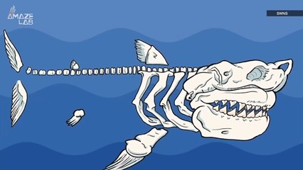 Just How Big and Scary Was the Megaladon? Introducing the World’s Notorious Apex Predator