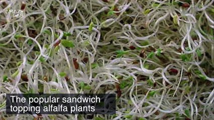 What Would Be the First Crops We Would Plant on Mars?