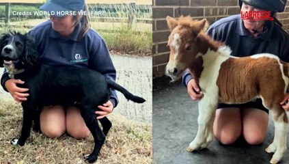 Regno Unito, al Glenda Spooner Farm la piccola pony Pam ? un'attrazione