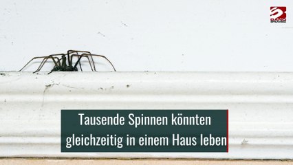 Tausende Spinnen könnten gleichzeitig in einem Haus leben