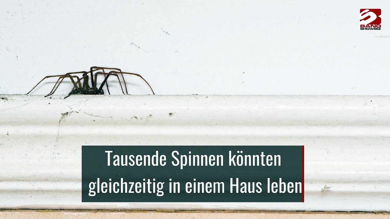Tausende Spinnen könnten gleichzeitig in einem Haus leben