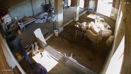 İsrail daha ne kadar alçalacak? Terör devleti masum hayvanları da katletti