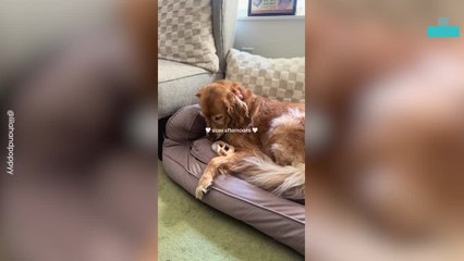 Dog and Snake Shares Adorable Snuggles