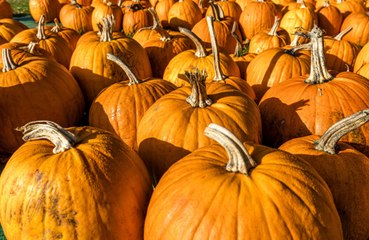 Pumpkins might be hiding a deadly secret, study finds