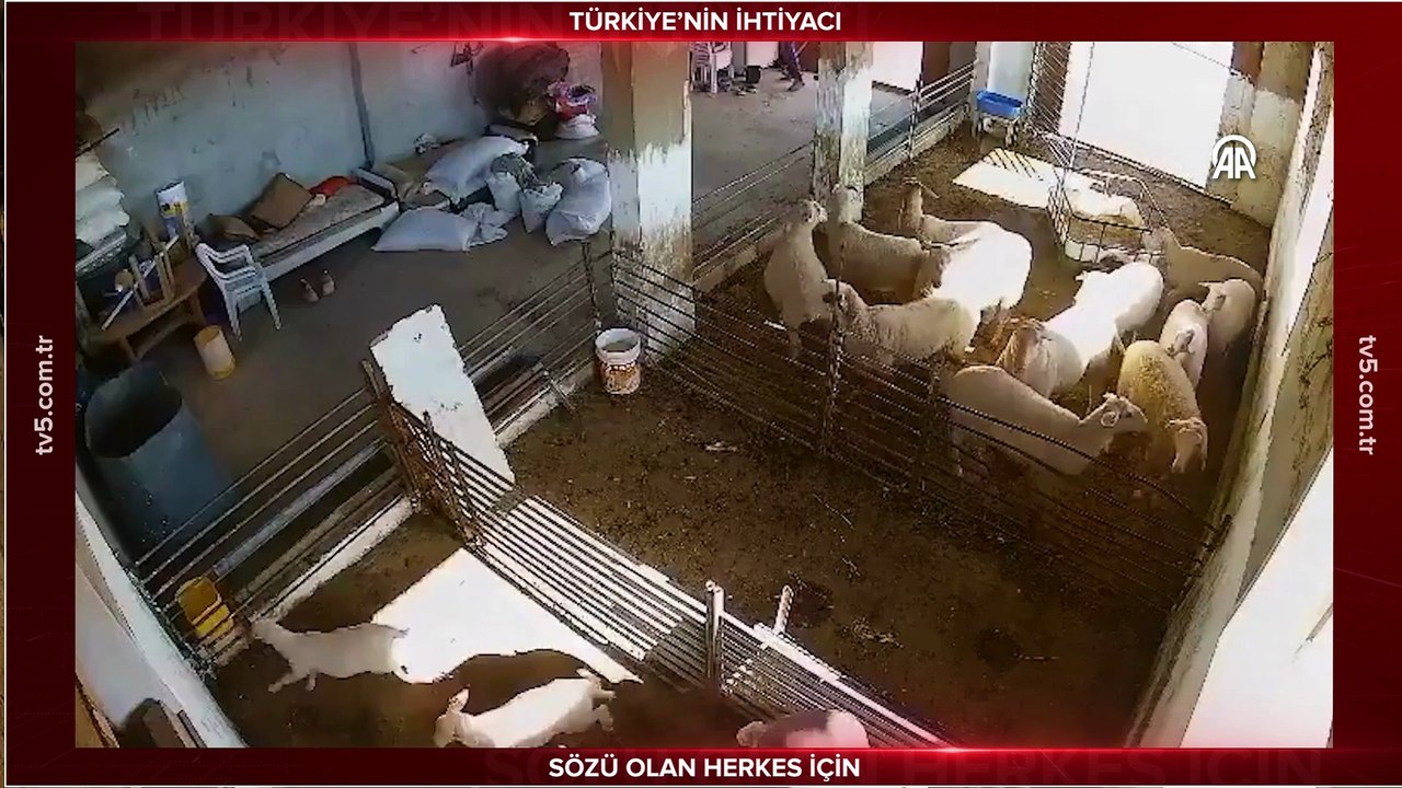 İşgalci İsraillilerin, Filistinli çiftçiye ait kuzu ve koyunlara saldırısının görüntüsü ortaya çıktı