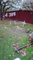 Fortfarande kvar I Wadköping och Predikar. 31 Okt. 2025