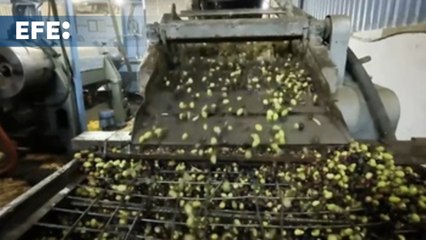 Gaza trata de recolectar sus olivos con una agricultura convertida en objetivo militar