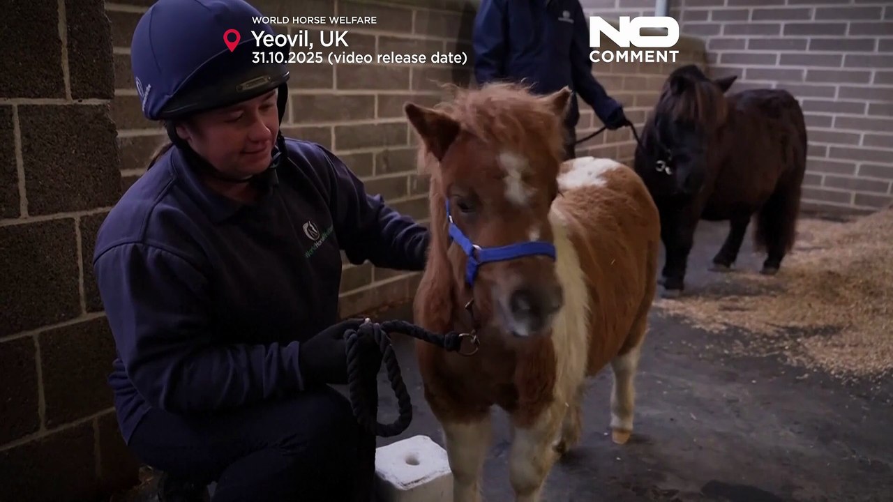 So groß wie ein Spaniel: Mini-Pony wird zum Star im Tierheim