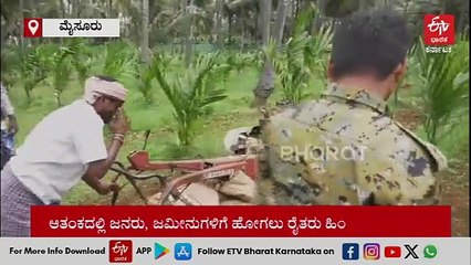 ಮೈಸೂರು: ಕಾಡಂಚಿನ ಗ್ರಾಮಗಳಲ್ಲಿ ಹುಲಿ ಭಯ; ಜಮೀನುಗಳಲ್ಲಿ ರೈತರಿಗೆ ಅರಣ್ಯ ಇಲಾಖೆ ಭದ್ರತೆ