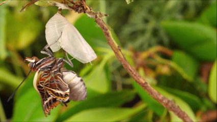 Nasce LIFE PolliNetwork: un’alleanza per salvare api e farfalle