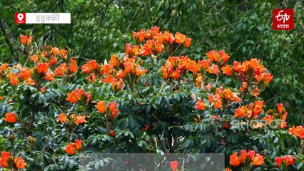 इडुक्की की वादियों में अफ्रीकन ट्यूलिप के बिखरे रंग, नारंगी, पीले रंग के फूलों से लदे स्पैथोडिया के पेड़