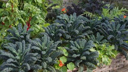 10 Gardening Tips For Growing Chard And Kale Together