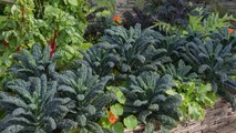 10 Gardening Tips For Growing Chard And Kale Together
