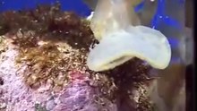 Une creature marine incroyable et mysterieuse