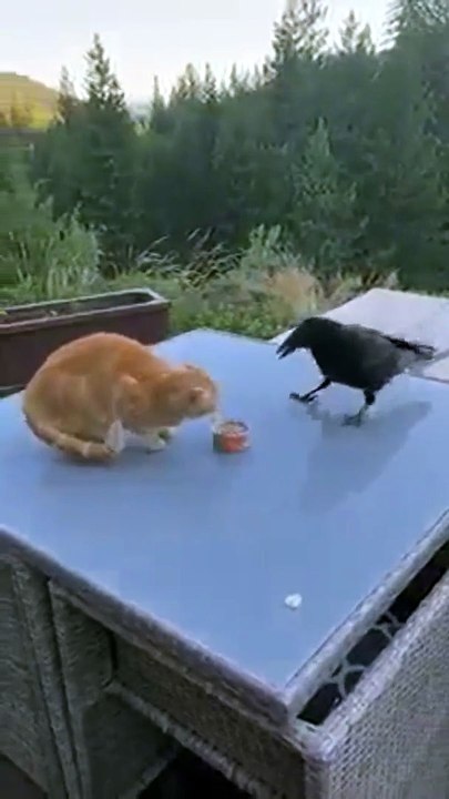 Chat et corbeau... 2 très bons potes partagent un repas