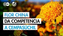 Competencia china a típica flor mexicana