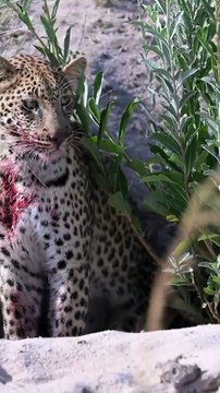 A young leopard, looking quite worse for wear, with a young warthog kill 🔥