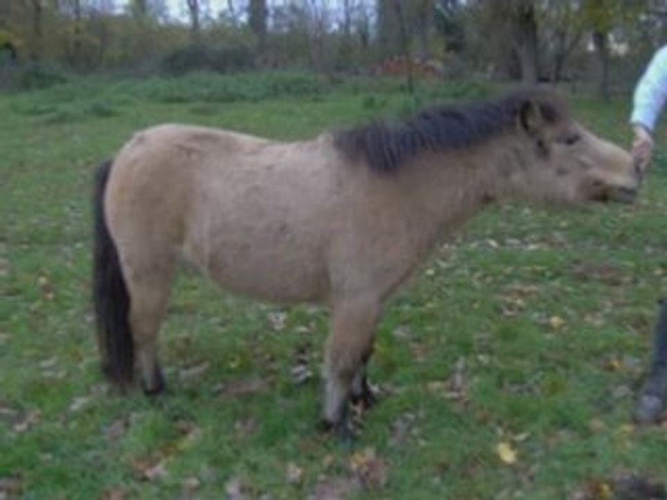 Mes poneys préférer