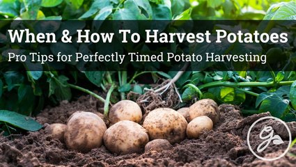 How To Know When Potatoes Are Ready To Harvest