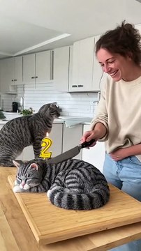 🤣 She Cuts a Cat Cake 🍰 — and the Real Cat Totally Freaks Out! 😹 “Calma, é só bolo!” 🎬