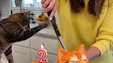 🤣She Cuts a Cat Cake 🍰— and the Real Cat Freaks Out!  ‘Calma, é só bolo!😹   Real Cat Freaks Out! 🎬
