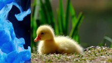 Os animais mais fofos do mundo N•707
