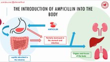 The introduction of ampicillin into the body
