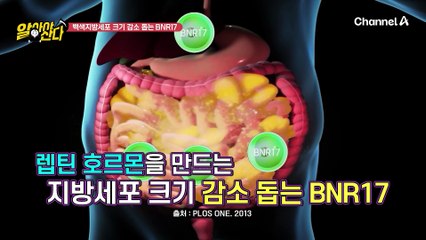 체지방 다이어트를 돕는 BNR17, 섭취 후 허리둘레에도 변화가 있었다?!
