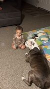Dog and Toddler Adorably Play Together in Pure Joy