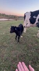 Mother Cow Stops Calf From Approaching Woman