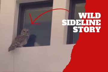 Cowboys coach Brian Schottenheimer deals with unexpected house guest