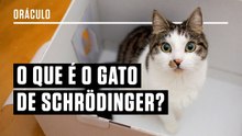 O que é o Gato de Schrödinger? Pesquisadora responde a perguntas sobre física quântica.