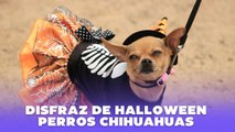 Disfraces de Halloween para perros chihuahua: ideas tiernas y originales