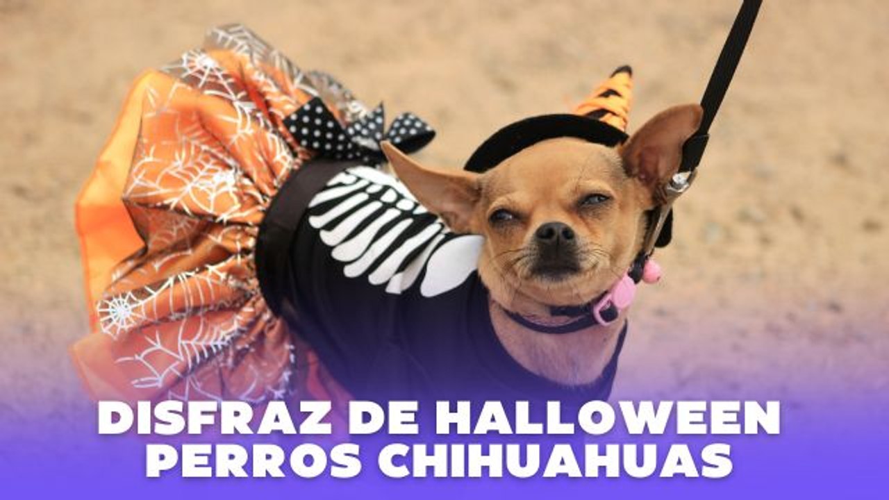 Disfraces de Halloween para perros chihuahua: ideas tiernas y originales