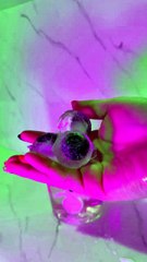 3 formas de decorar tus bebidas en Halloween