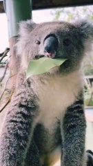 Koalas, the sleepy animals