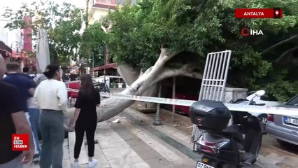 Antalya'da ağacın altında kalmaktan son anda kurtuldu
