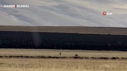 Kars'ta şaşırtan anlar: Kurt sürüsü böyle görüntülendi