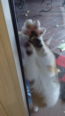 Good Morning. She Wanted an Adventure… But Autumn Said NO 😼🍂 #cat #cats #funnycats #shorts #funnyanimals #cutecats #cuteanimals #viralcats #viralvideo #dailymotioncats #trendingcats #fyp