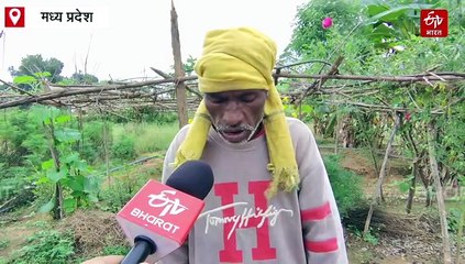 शहडोल में पानी और प्रकृति बचाने आदिवासियों की गोंडरी व्यवस्था, सिंचाई से खिला सब्जी बाग