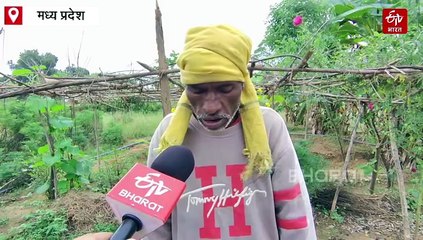 शहडोल में पानी और प्रकृति बचाने आदिवासियों की गोंडरी व्यवस्था, सिंचाई से खिला सब्जी बाग