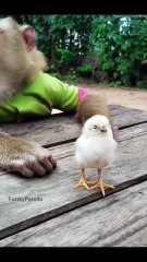 Monkey Playing With Chicken Chicks - FunkyPets4u   #funny #funkypets4u