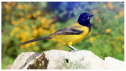 Audubon’s Oriole Facts, Song, and Habitat – The Secret Jewel of the Forest