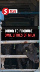 Johor to produce over three million litres of fresh milk next year