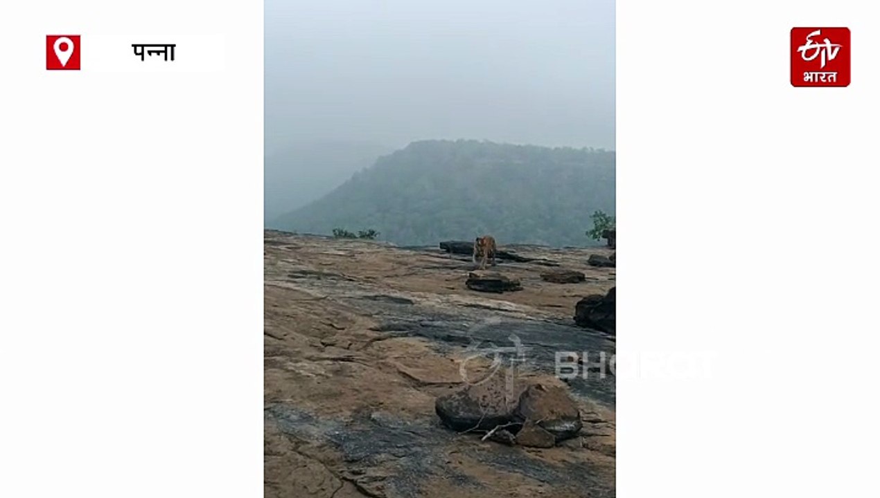 पन्ना टाइगर रिजर्व में पहाड़ पर बाघ का रैंप वॉक, अंजाद देख फिदा हुए पर्यटक